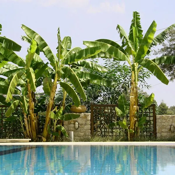 Cold Hardy Banana Tree
