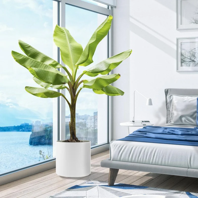 Cold Hardy Banana Tree