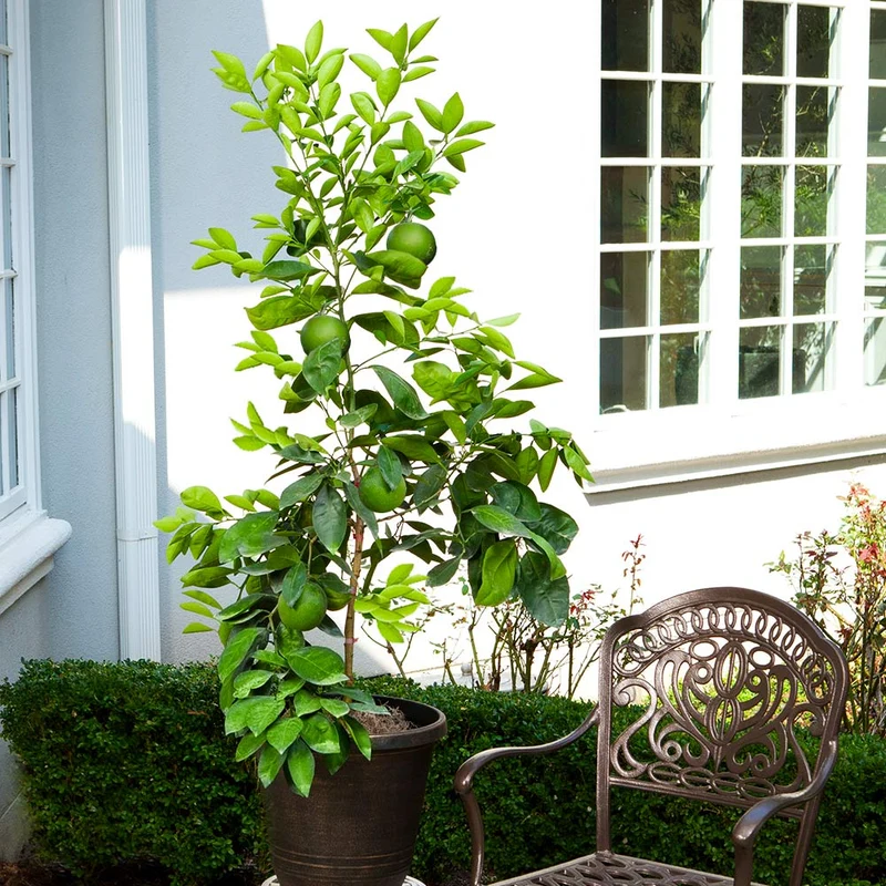 Ruby Red Grapefruit Tree