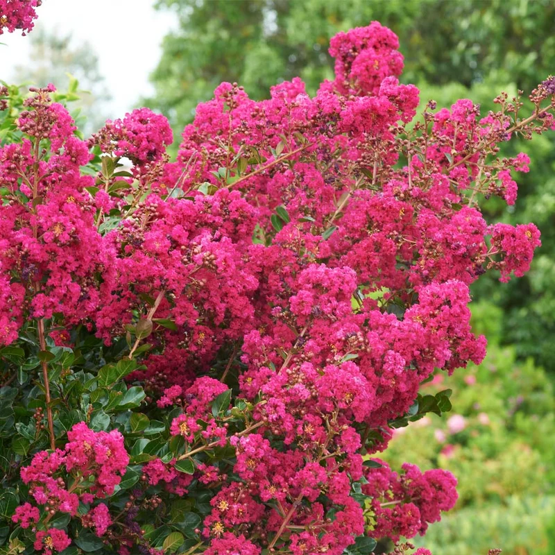 Tonto Crape Myrtle Tree