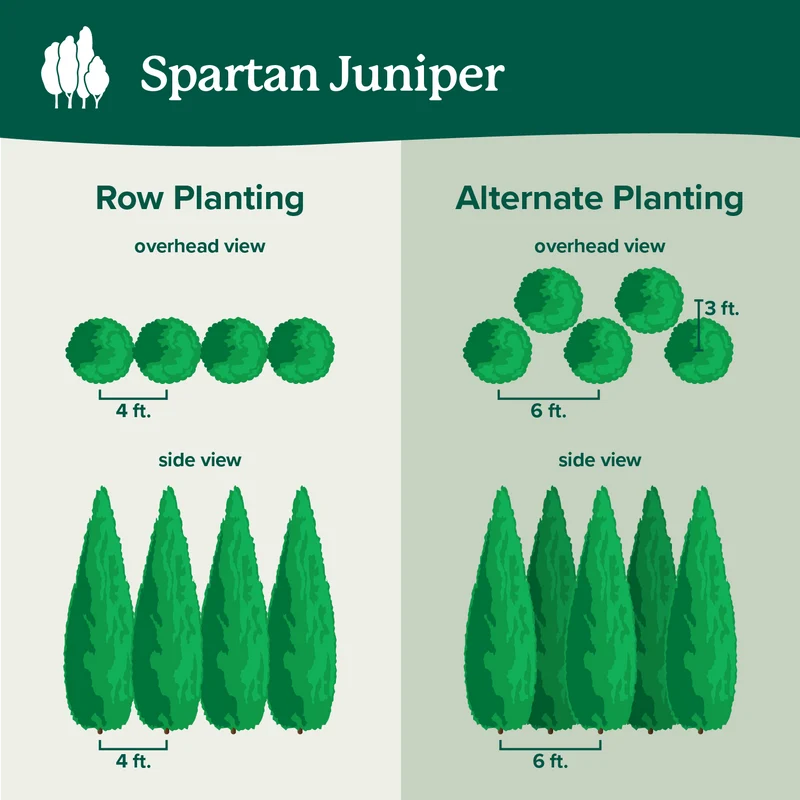 Spartan Juniper