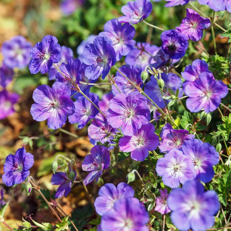Geranium Rozanne
