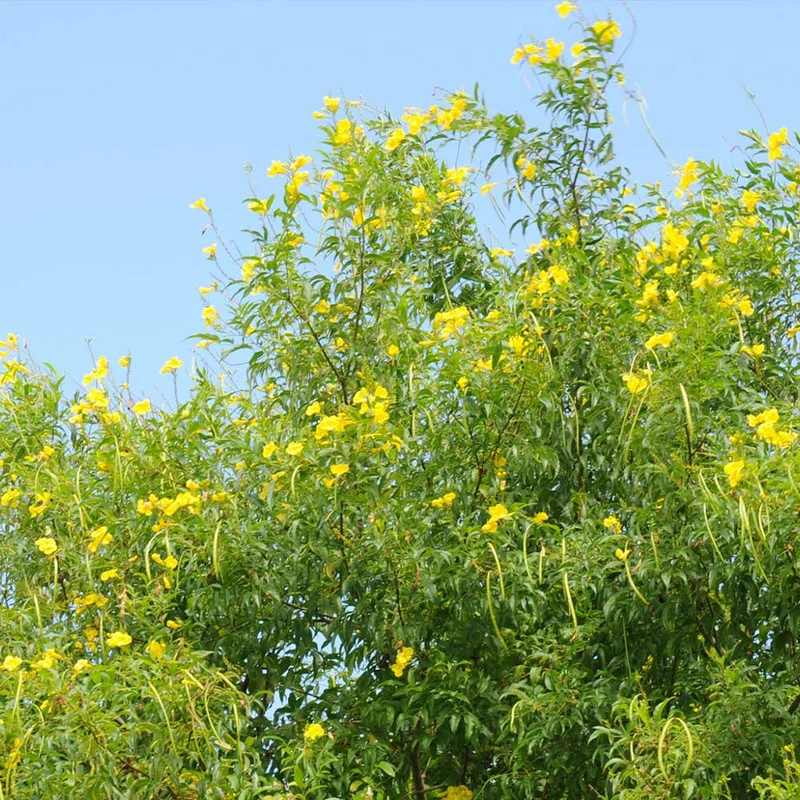 Sundance Tecoma Plant