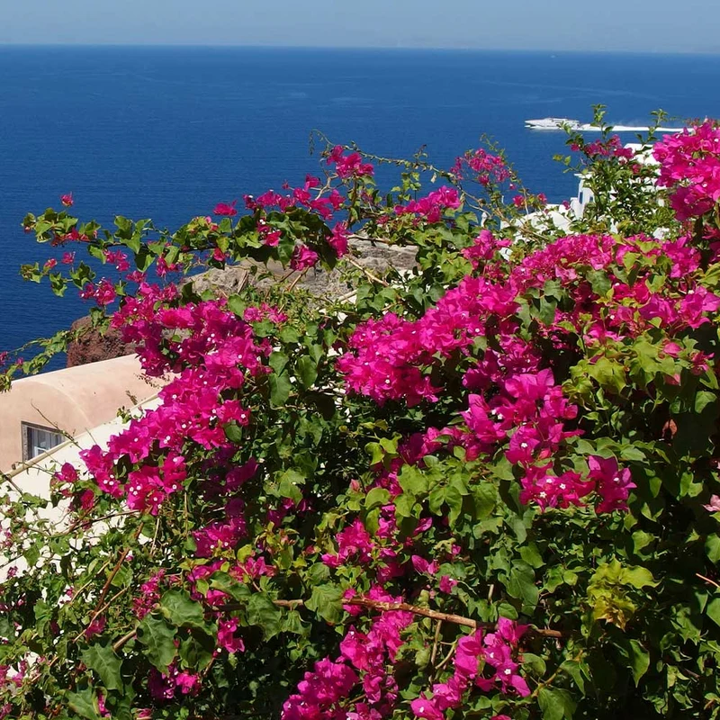 Pink Pixie Bougainvillea