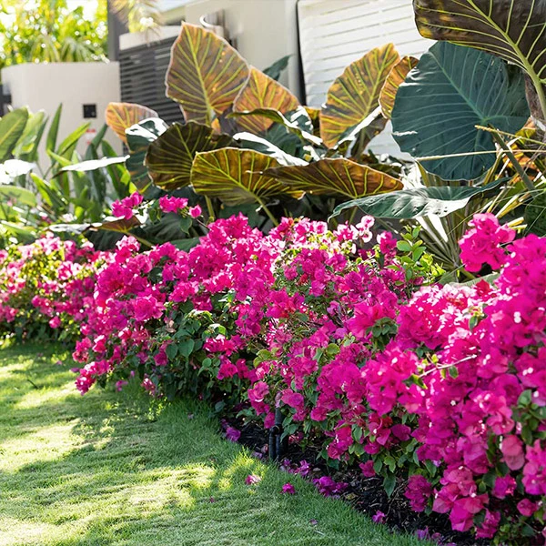 La Jolla Bougainvillea
