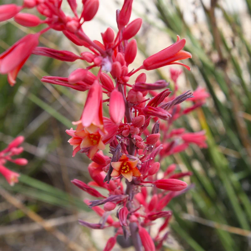 Red Yucca Plant