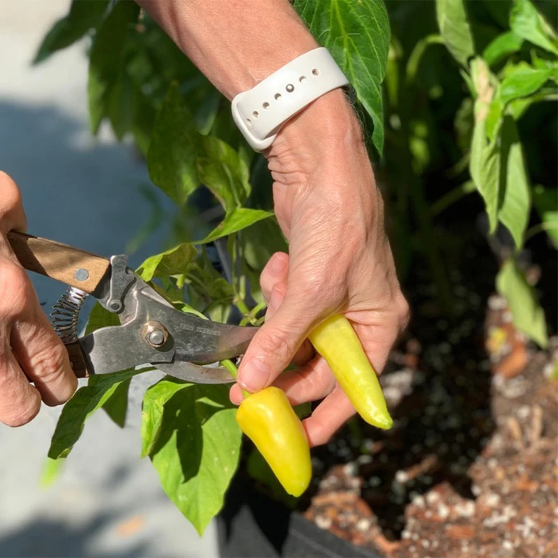 Gardenuity® Patio Hot Pepper Garden