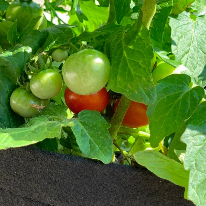 Gardenuity® Patio Tomato Garden