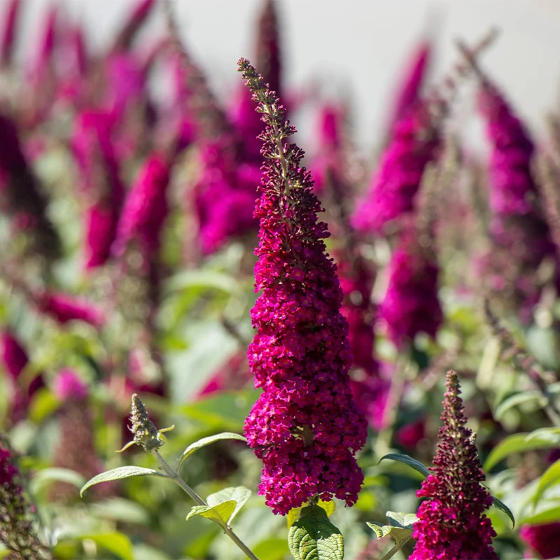 Bloomables® CranRazz Butterfly Bush