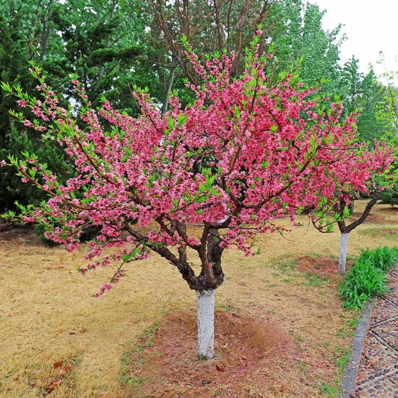 5-in-1 Peach Tree