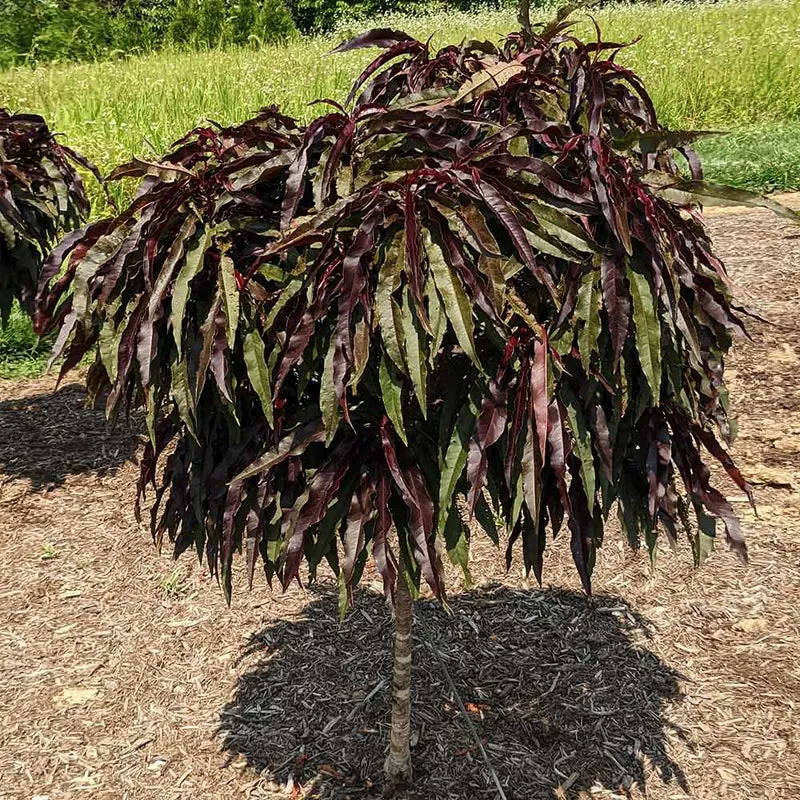 Ruby Ruffle™ Patio Peach Tree