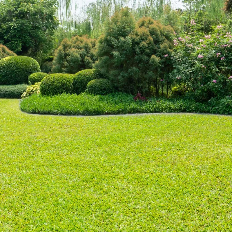 TurboTurf™ Bermudagrass Seed