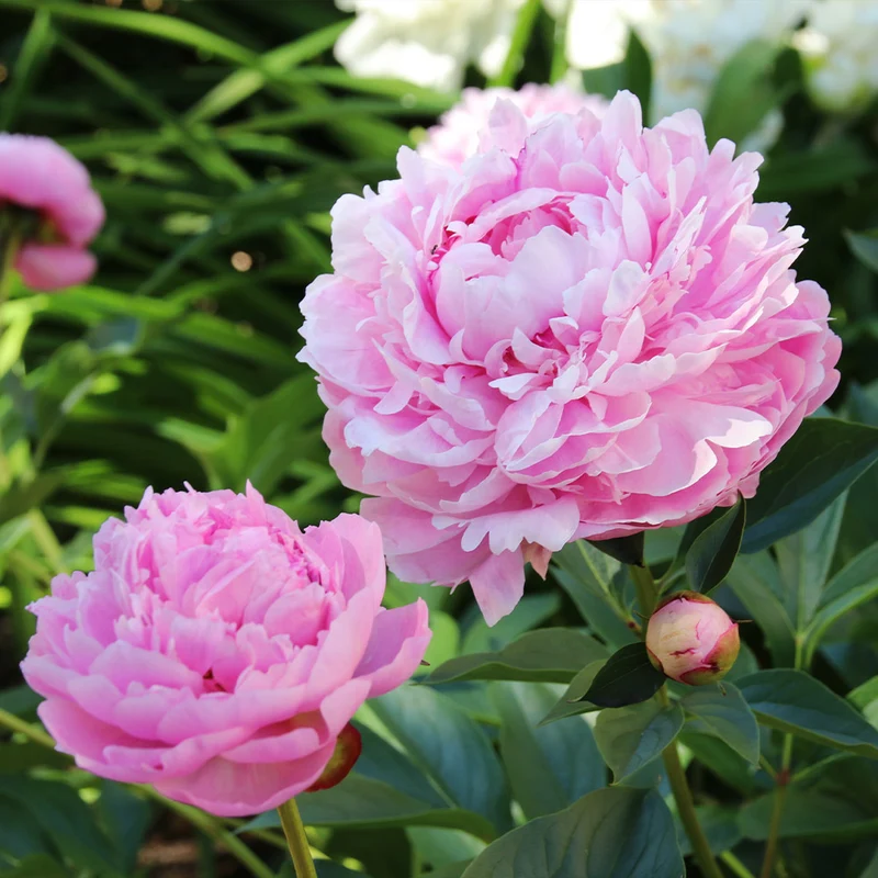 Sarah Bernhardt Peony