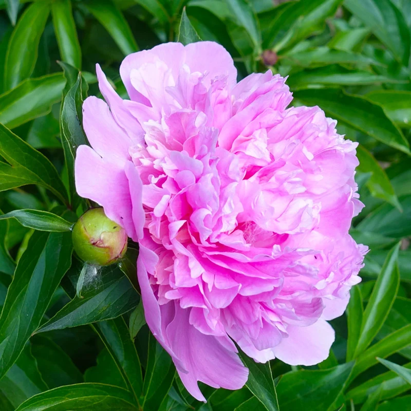 Mr. Ed Peony