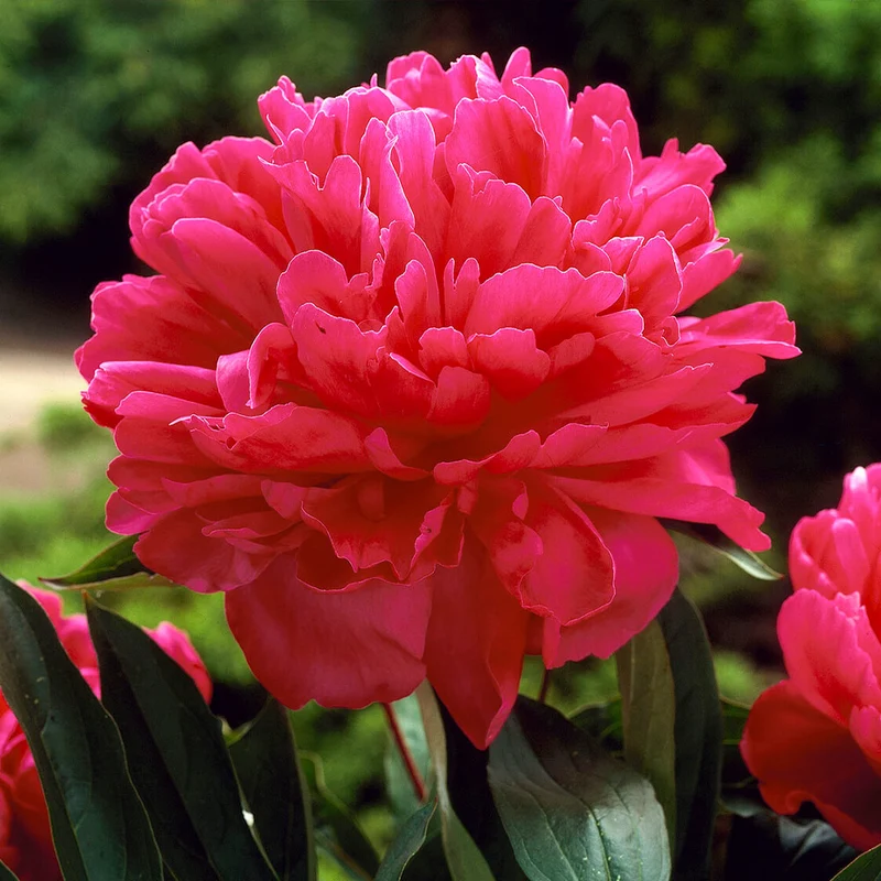 Felix Crousse Peony