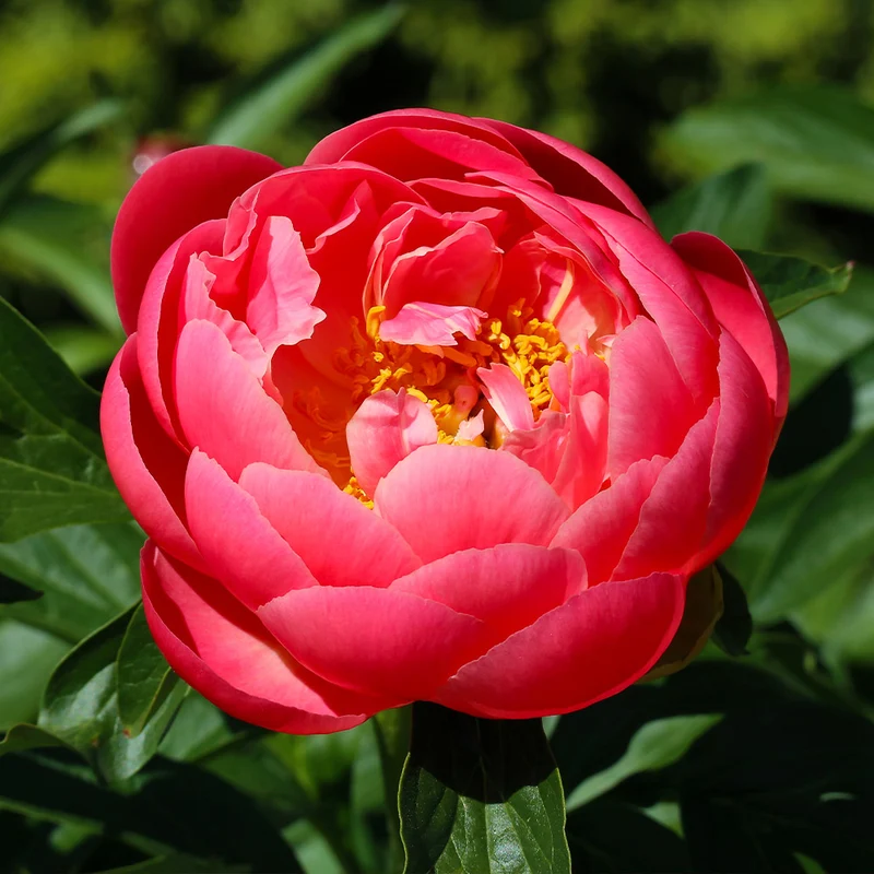 Coral Charm Peony