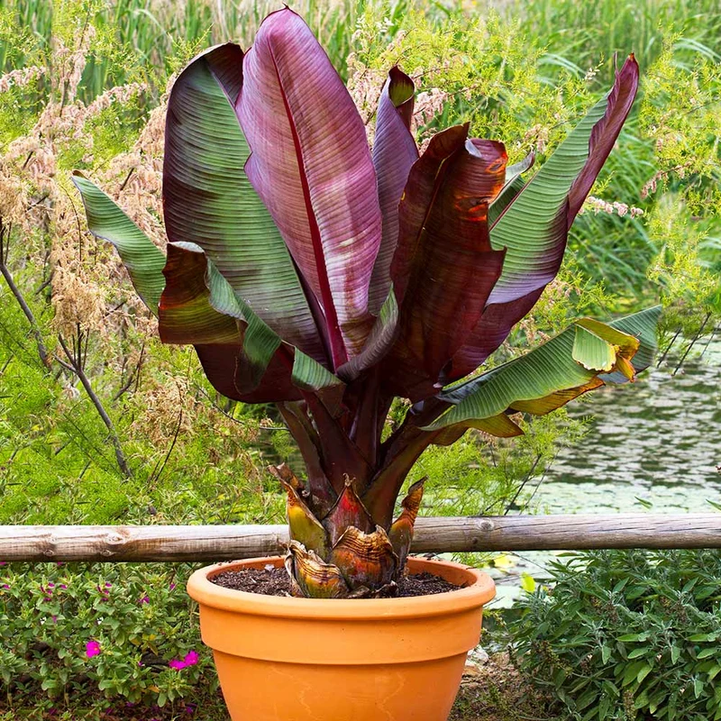 Red Abyssinian Banana Tree