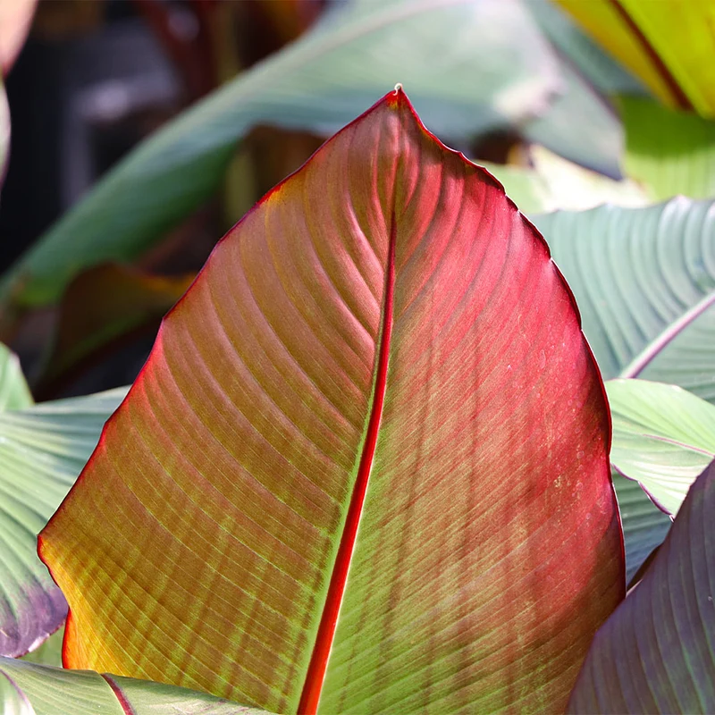 Red Abyssinian Banana Tree