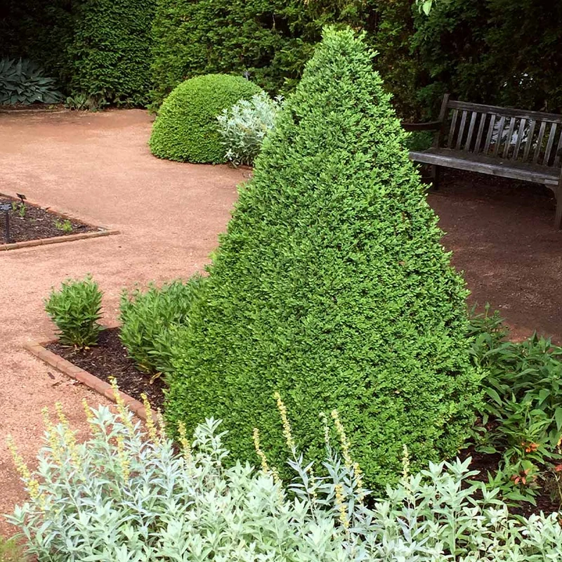 Green Mountain Boxwood Shrub