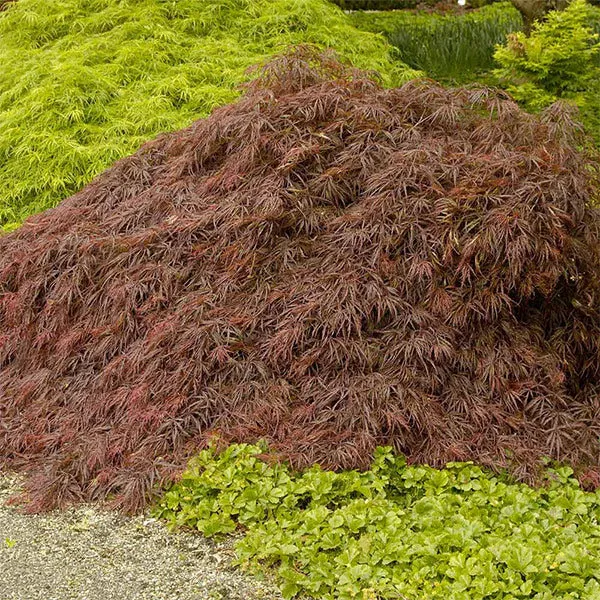 Crimson Queen Japanese Maple Tree