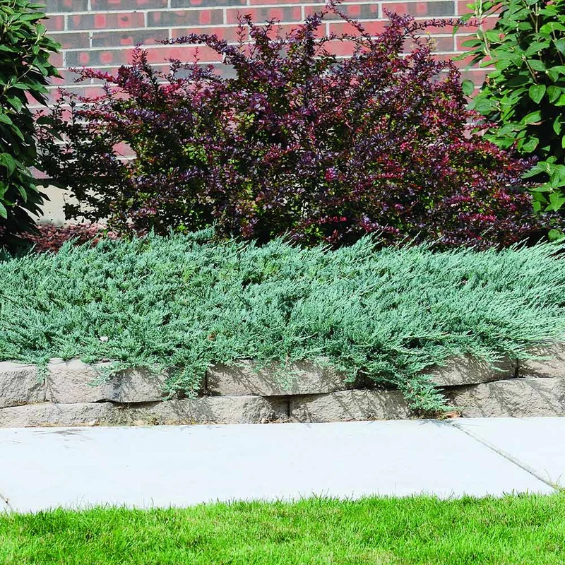 Blue Rug Juniper Groundcover