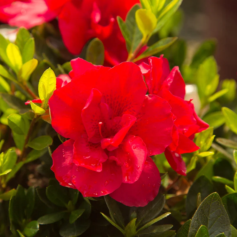 Autumn Bonfire® Encore® Azalea Shrub