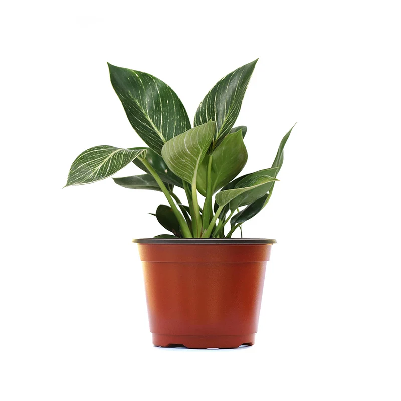 Birkin Philodendron Plant