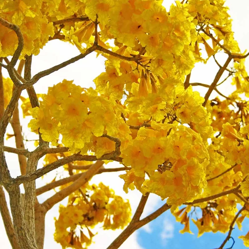 Yellow Trumpet Tree