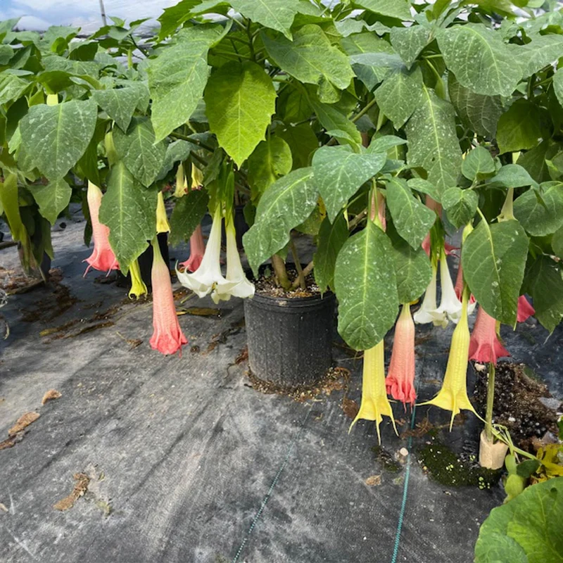 Multicolor Angel Trumpet Tree
