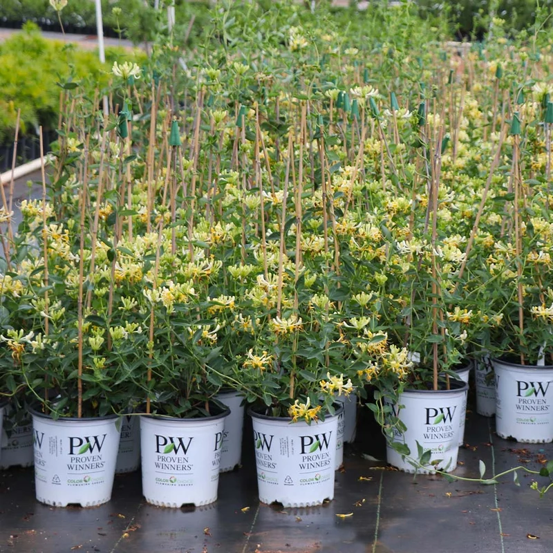 Proven Winners® Scentsation Honeysuckle Vine