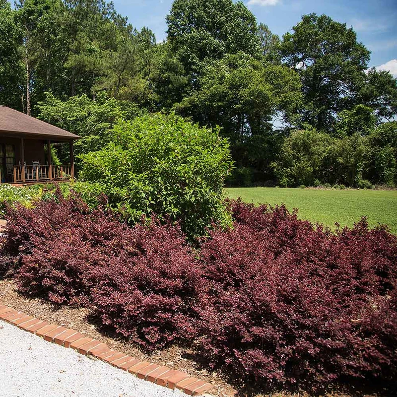 Crimson Fire™ Loropetalum Shrub