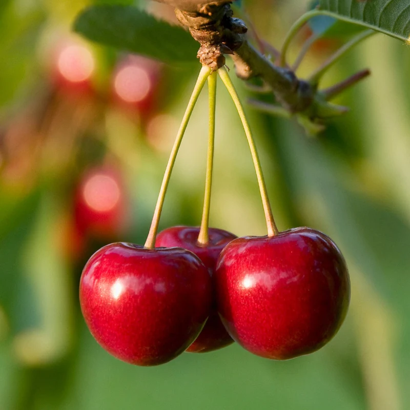 North Star Cherry