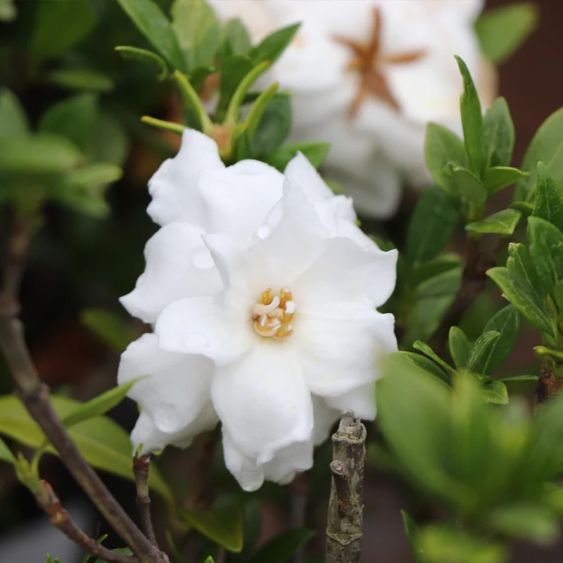 Dwarf Radicans Gardenia
