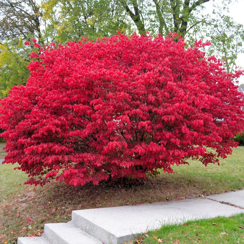 Dwarf Burning Bush