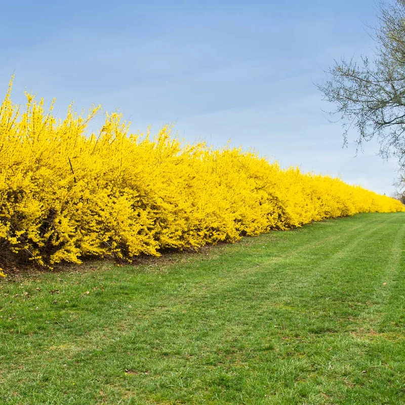Lynwood Gold Forsythia Shrub