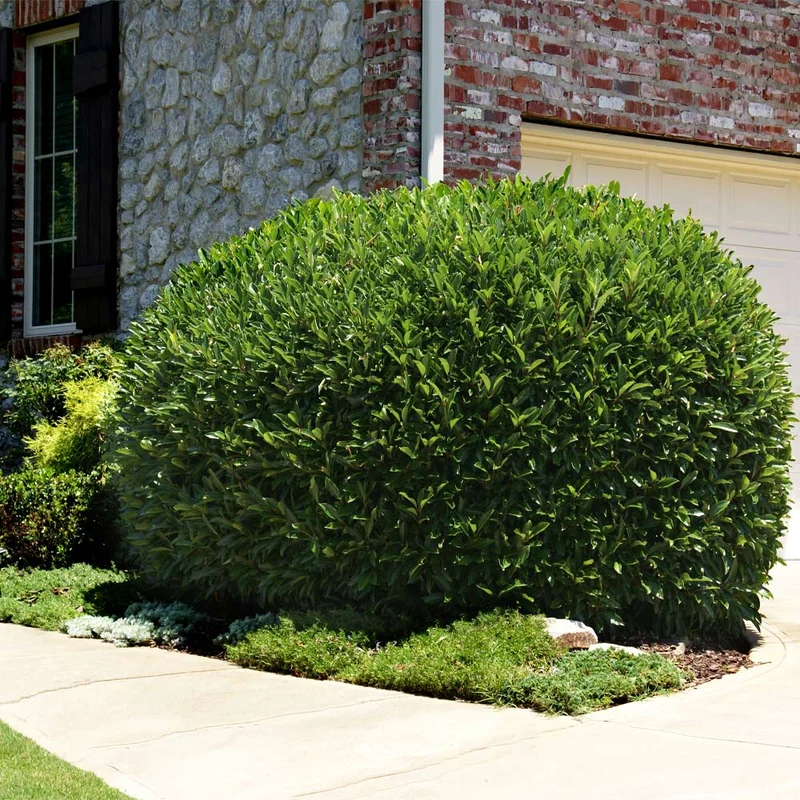 Skip Laurel Shrub