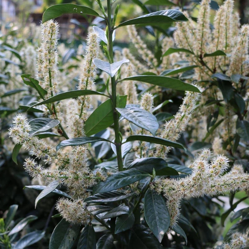 Skip Laurel Shrub