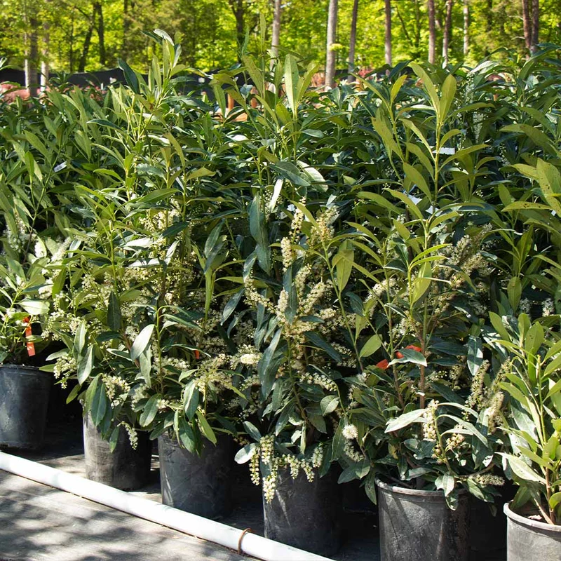 Skip Laurel Shrub
