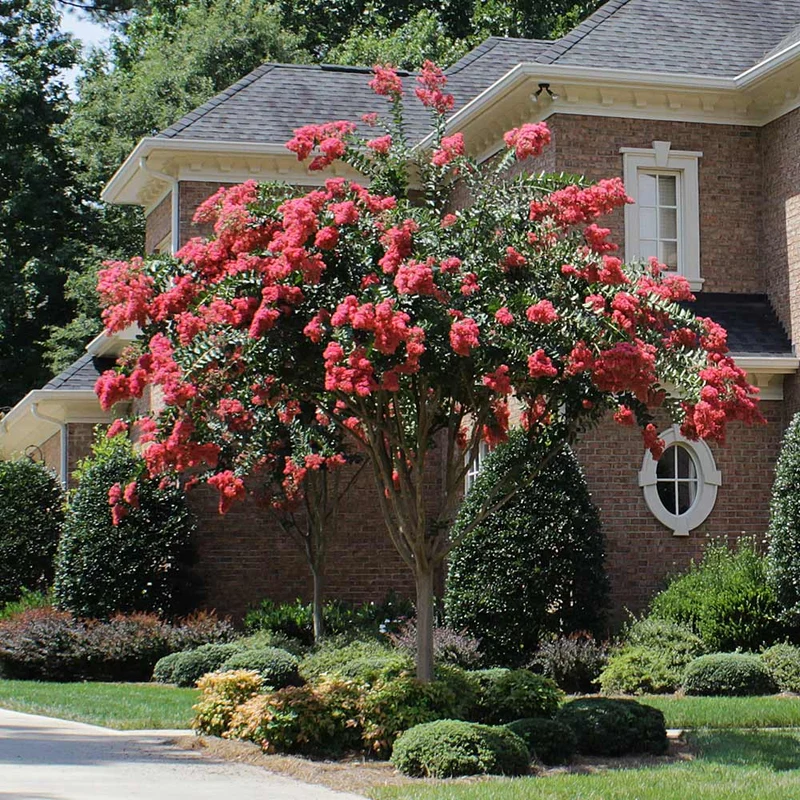 Tuscarora Crape Myrtle Tree