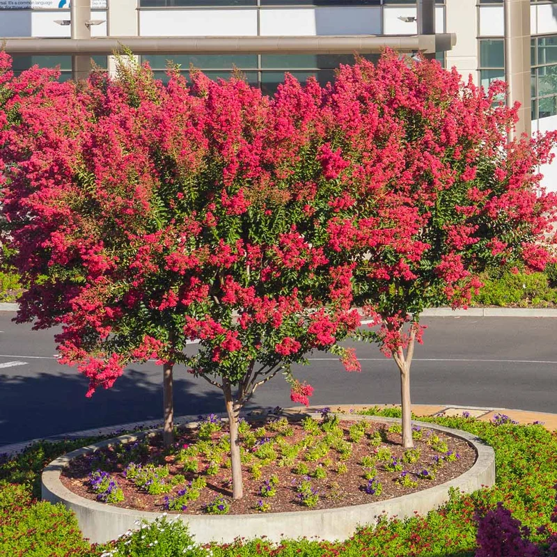 Dynamite Crape Myrtle