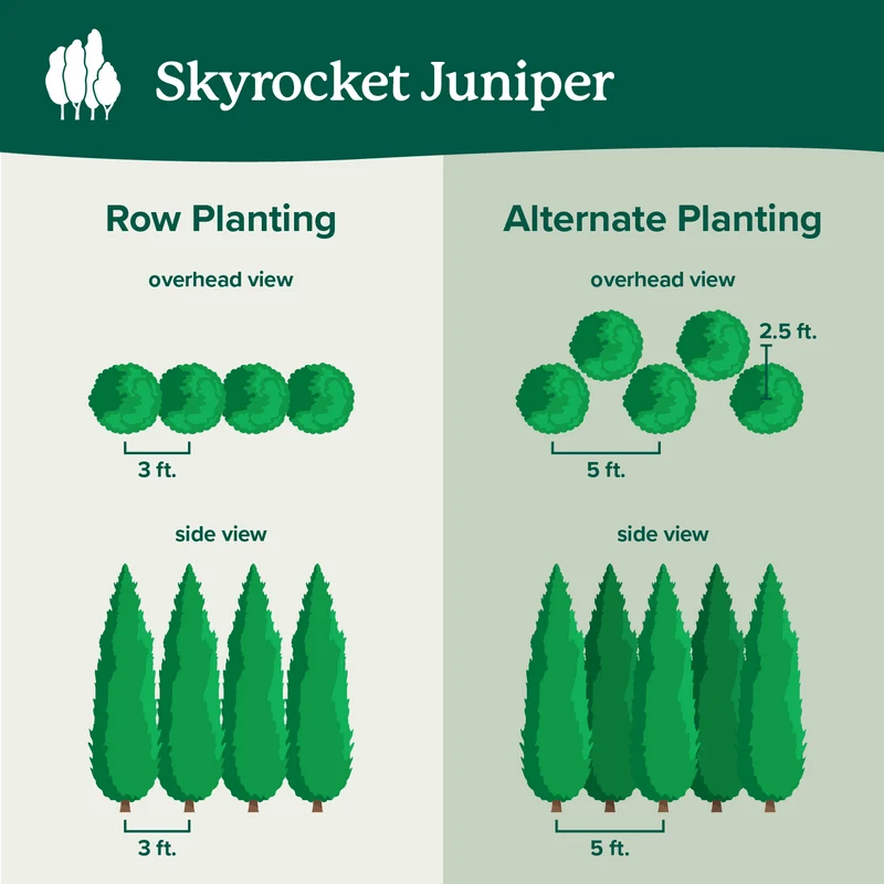 Skyrocket Juniper