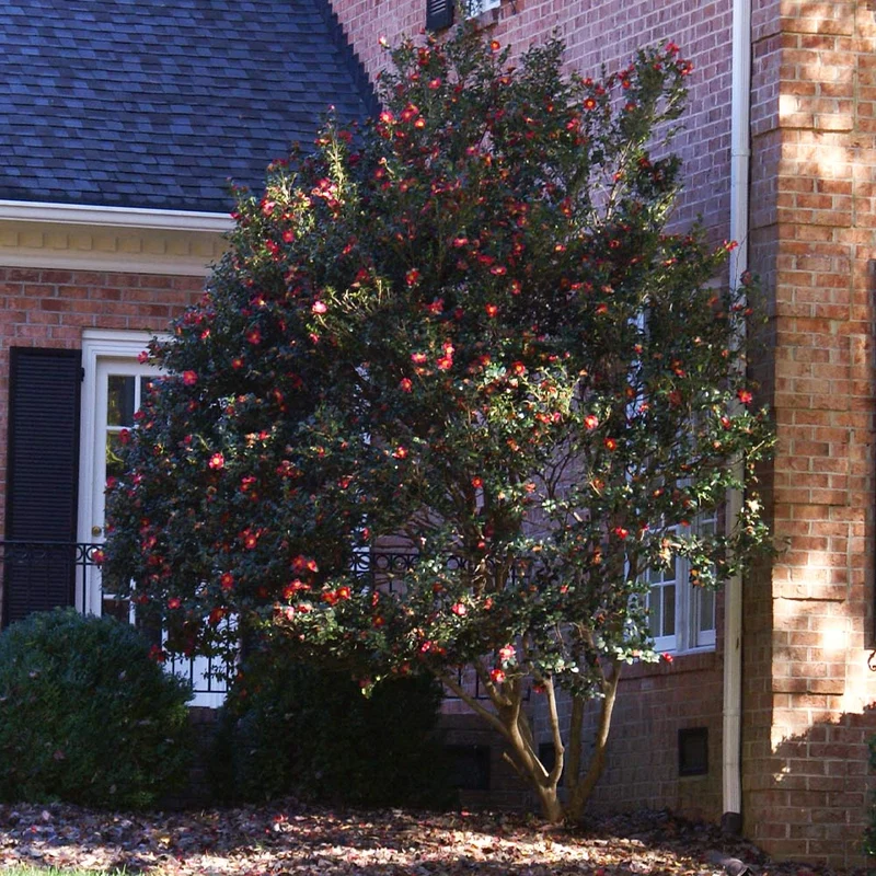 Southern Living® Yuletide Camellia