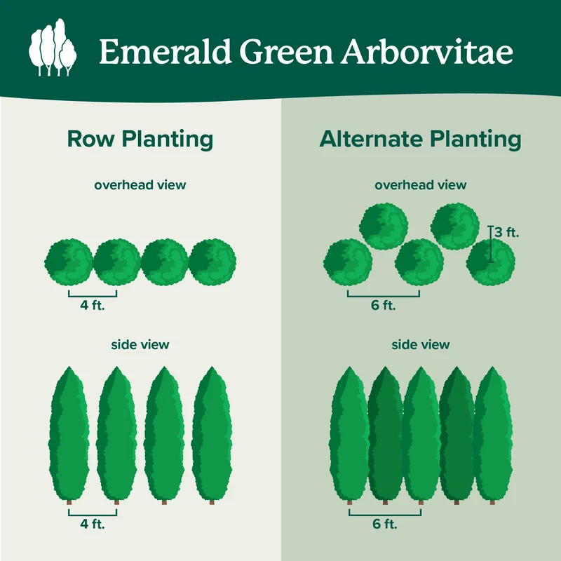 Emerald Green Arborvitae