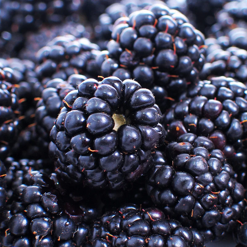 Thornless Blackberry Bush