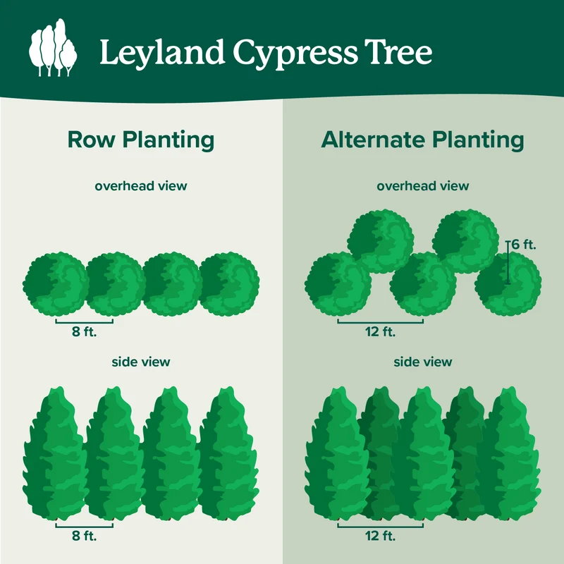 Leyland Cypress Tree