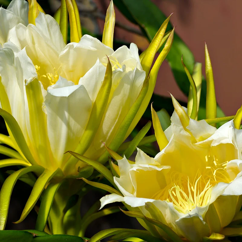 Dragon Fruit Cactus Plant