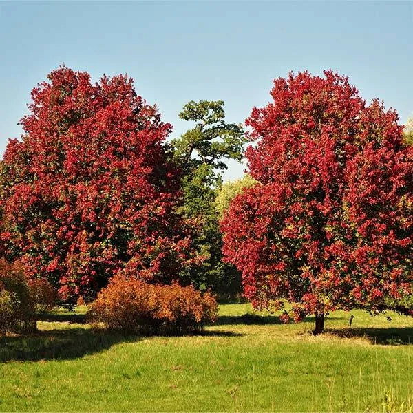 October Glory® Red Maple Tree