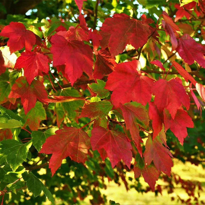 October Glory® Red Maple Tree