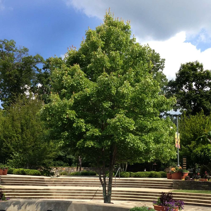 October Glory® Red Maple Tree