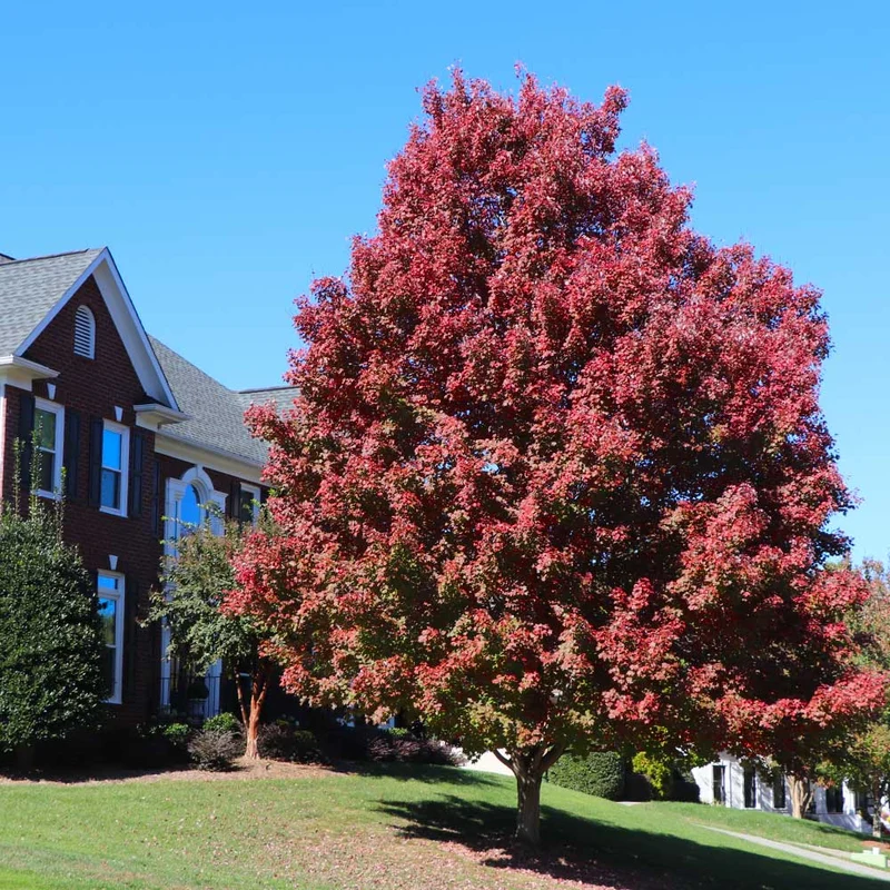 October Glory® Red Maple Tree